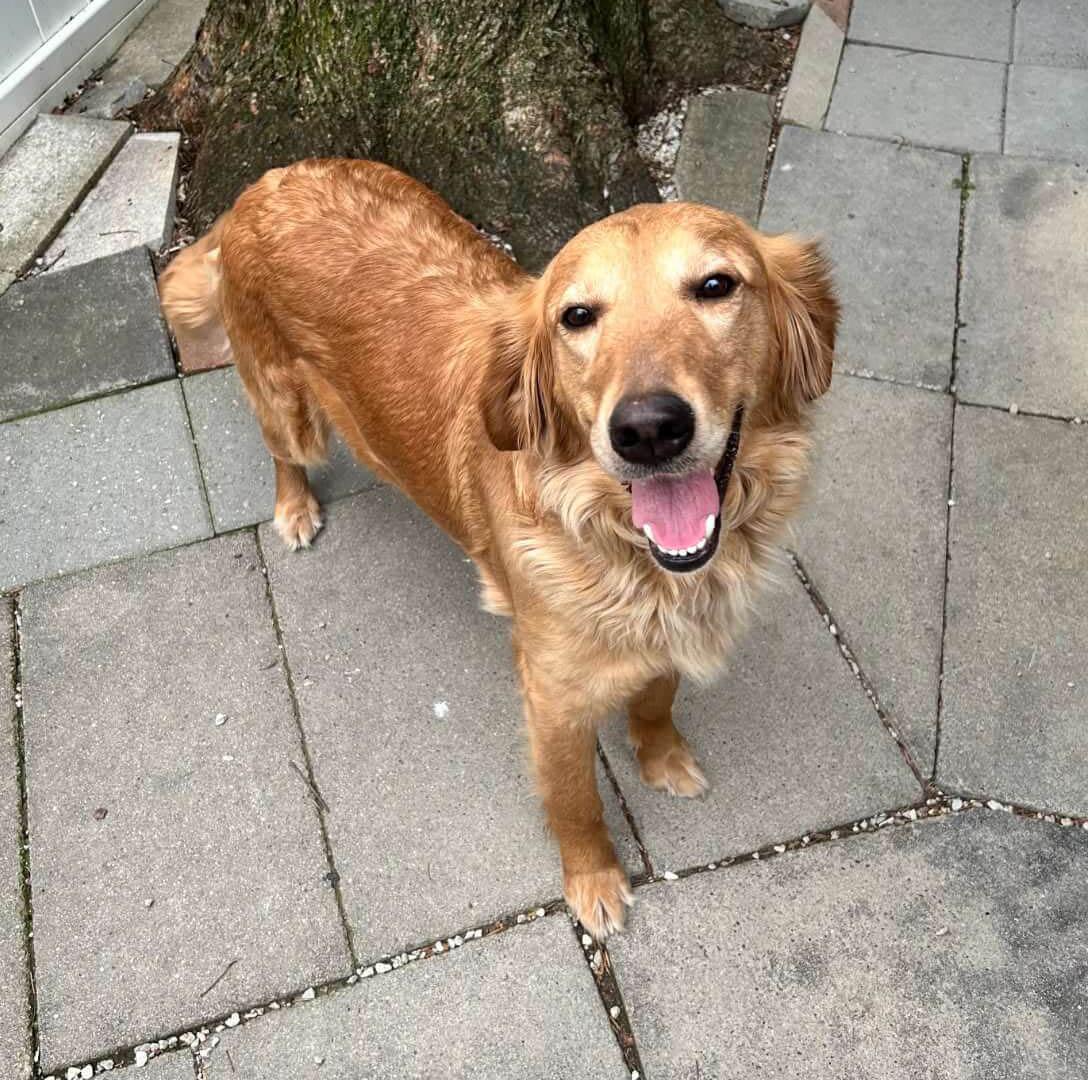 Lily, ADOPTABLE, Adult Female Golden Retriever.