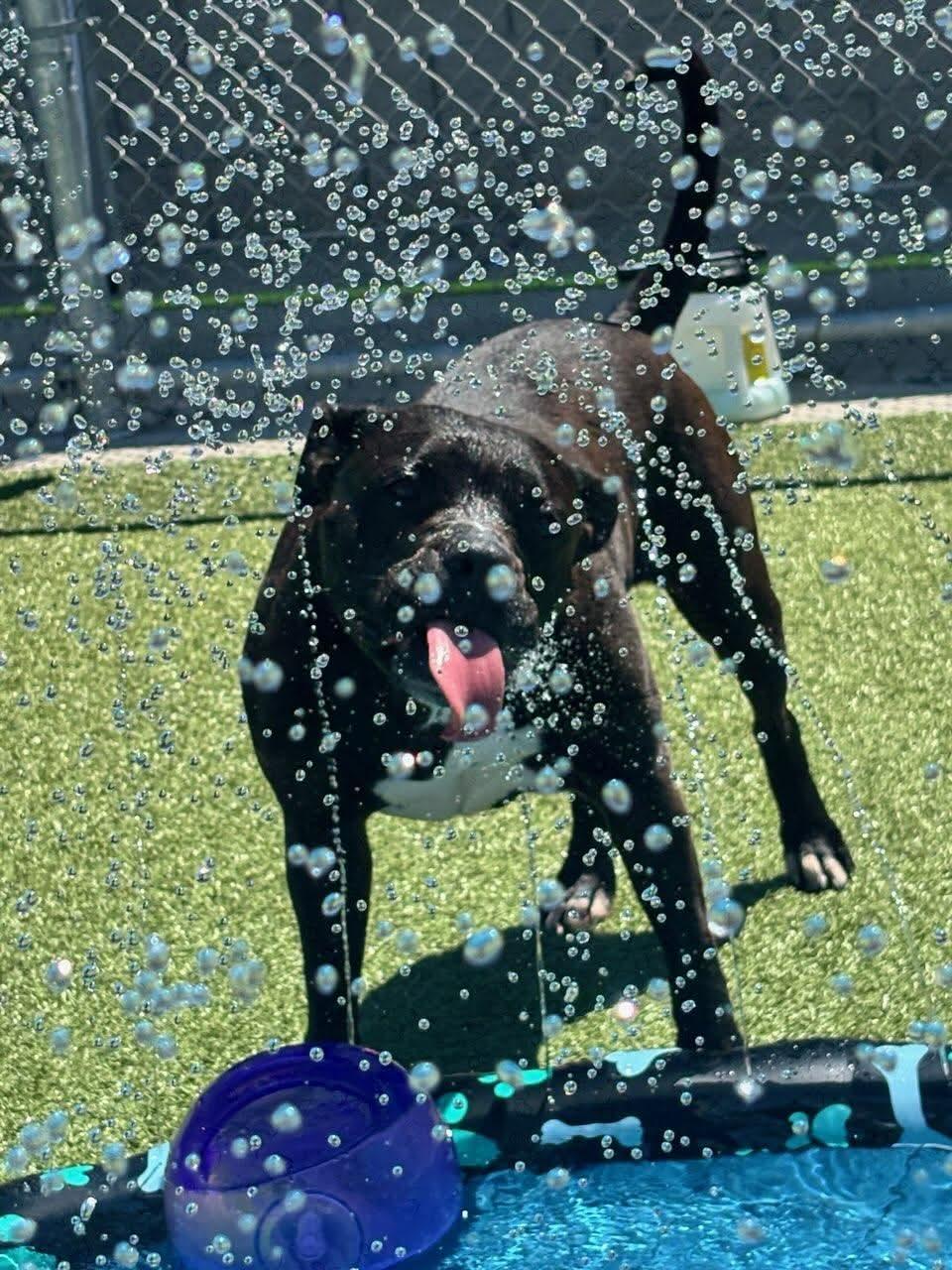 Akira, a Adoptable Mixed Breed in Plain City, OH image 1/6