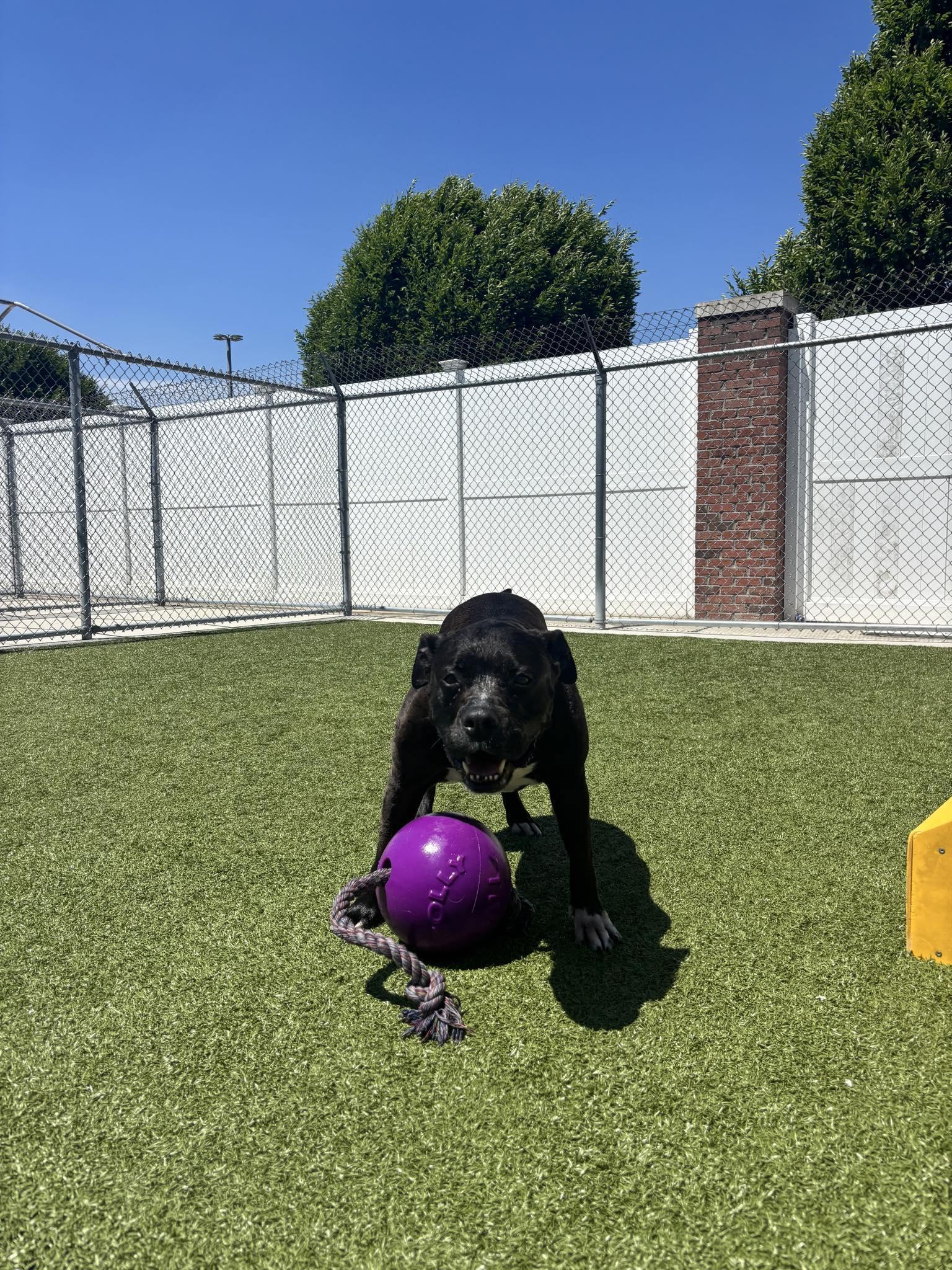 Akira, a Adoptable Mixed Breed in Plain City, OH image 2/6