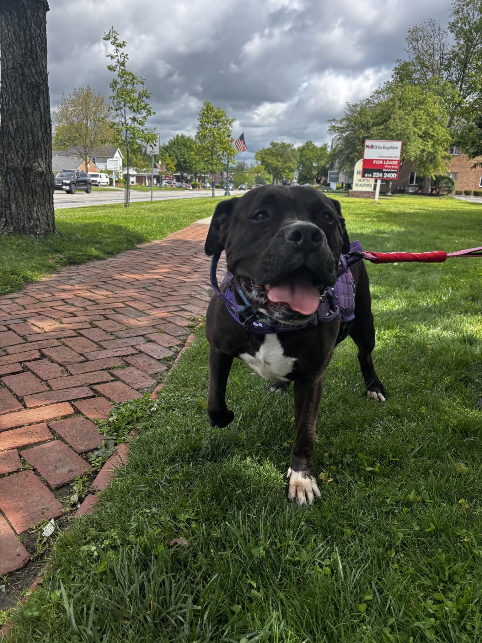 Akira, a Adoptable Mixed Breed in Plain City, OH image 3/6