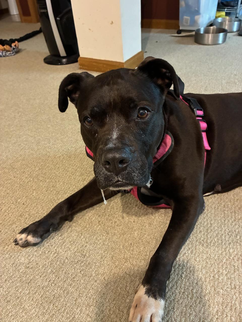 Akira, Adoptable, Adult Female Mixed Breed.