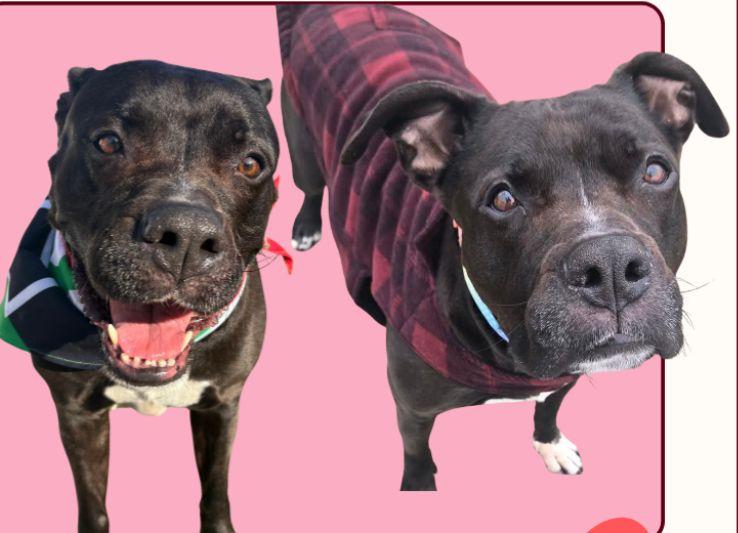 Enlarge Akira, a Adoptable Mixed Breed in Plain City, OH image 2/5