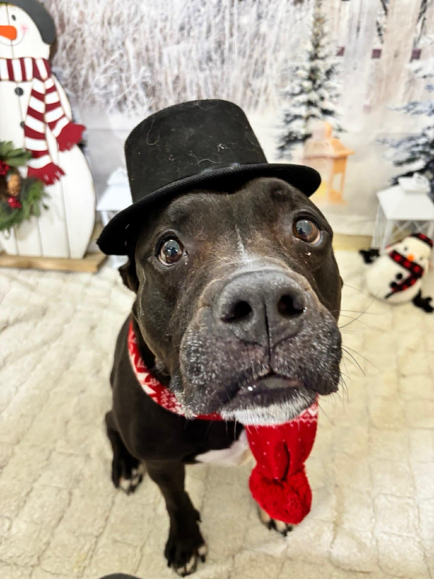 Enlarge Akira, a Adoptable Mixed Breed in Plain City, OH image 3/5