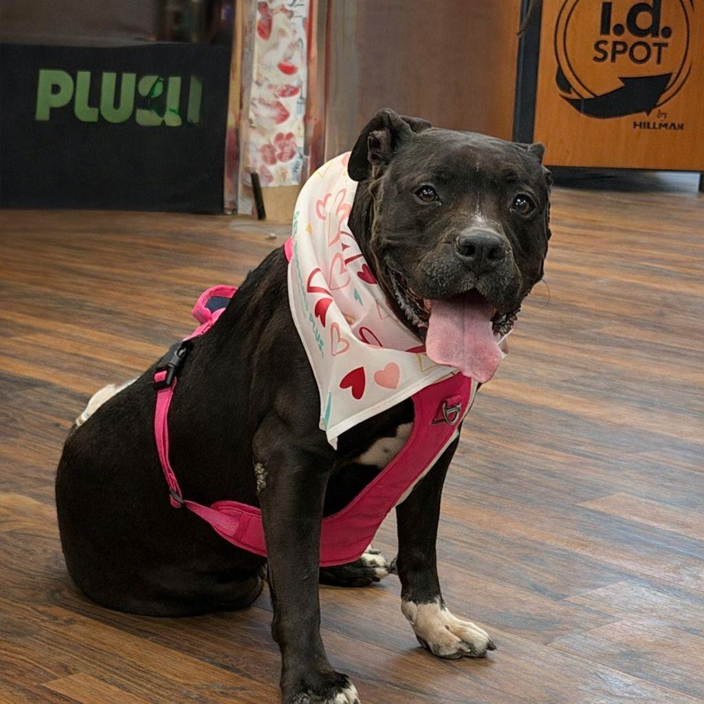 Enlarge Akira, a Adoptable Mixed Breed in Plain City, OH image 4/5