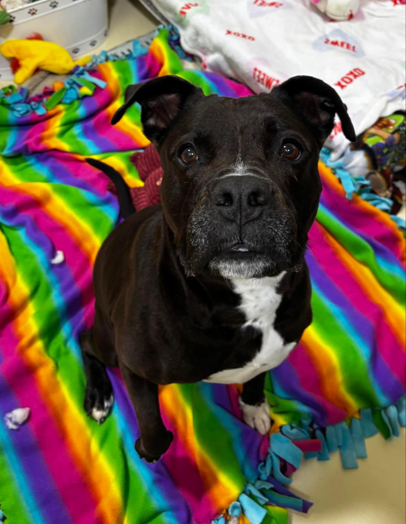 Akira, a Adoptable Mixed Breed in Plain City, OH image 4/6