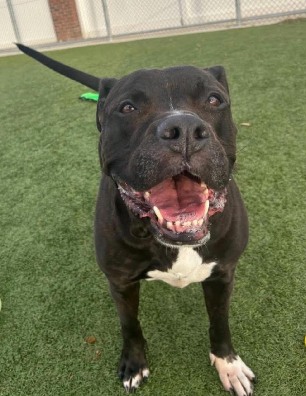 Akira, a Adoptable Mixed Breed in Plain City, OH image 5/6