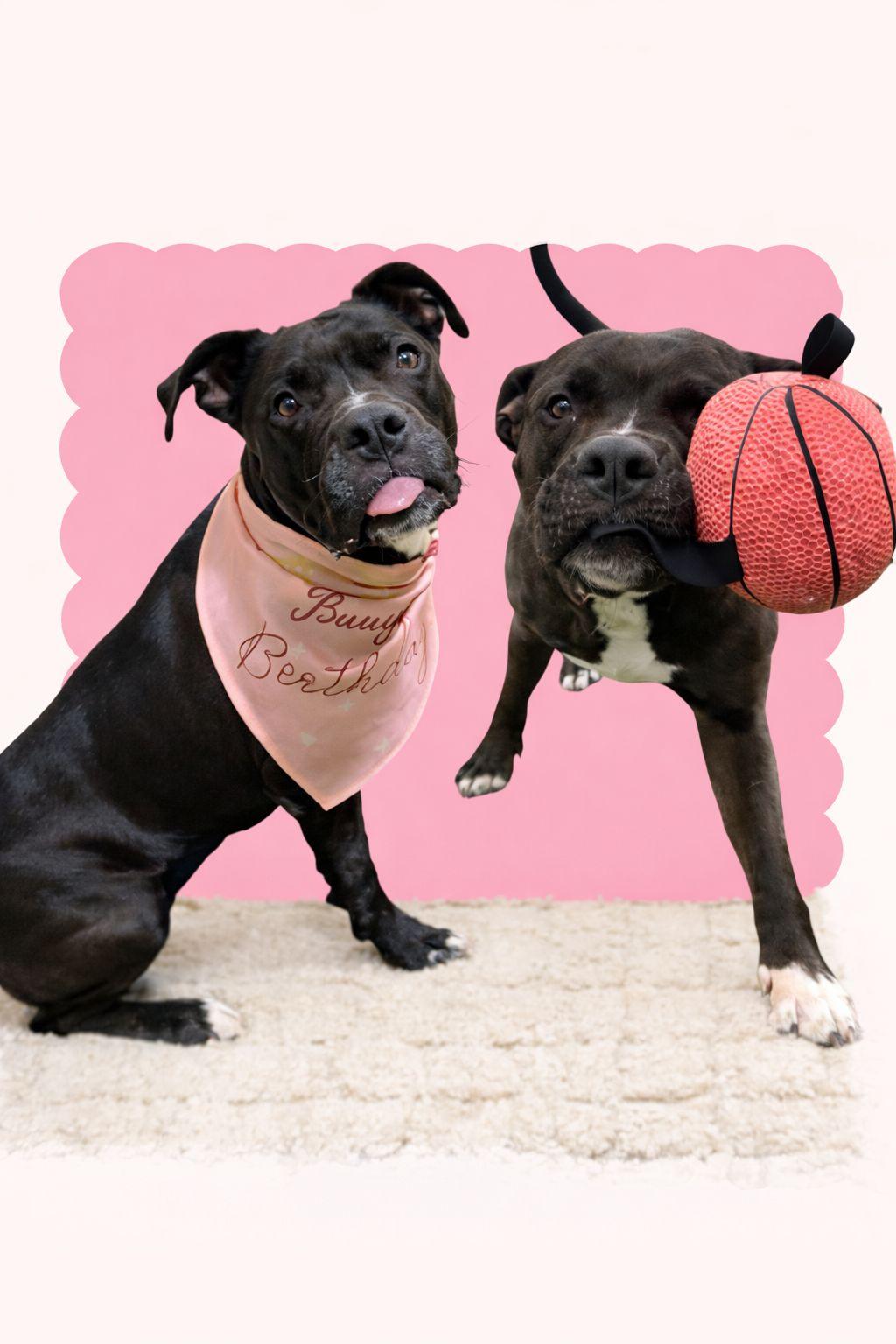 Enlarge Akira, a Adoptable Mixed Breed in Plain City, OH image 5/5