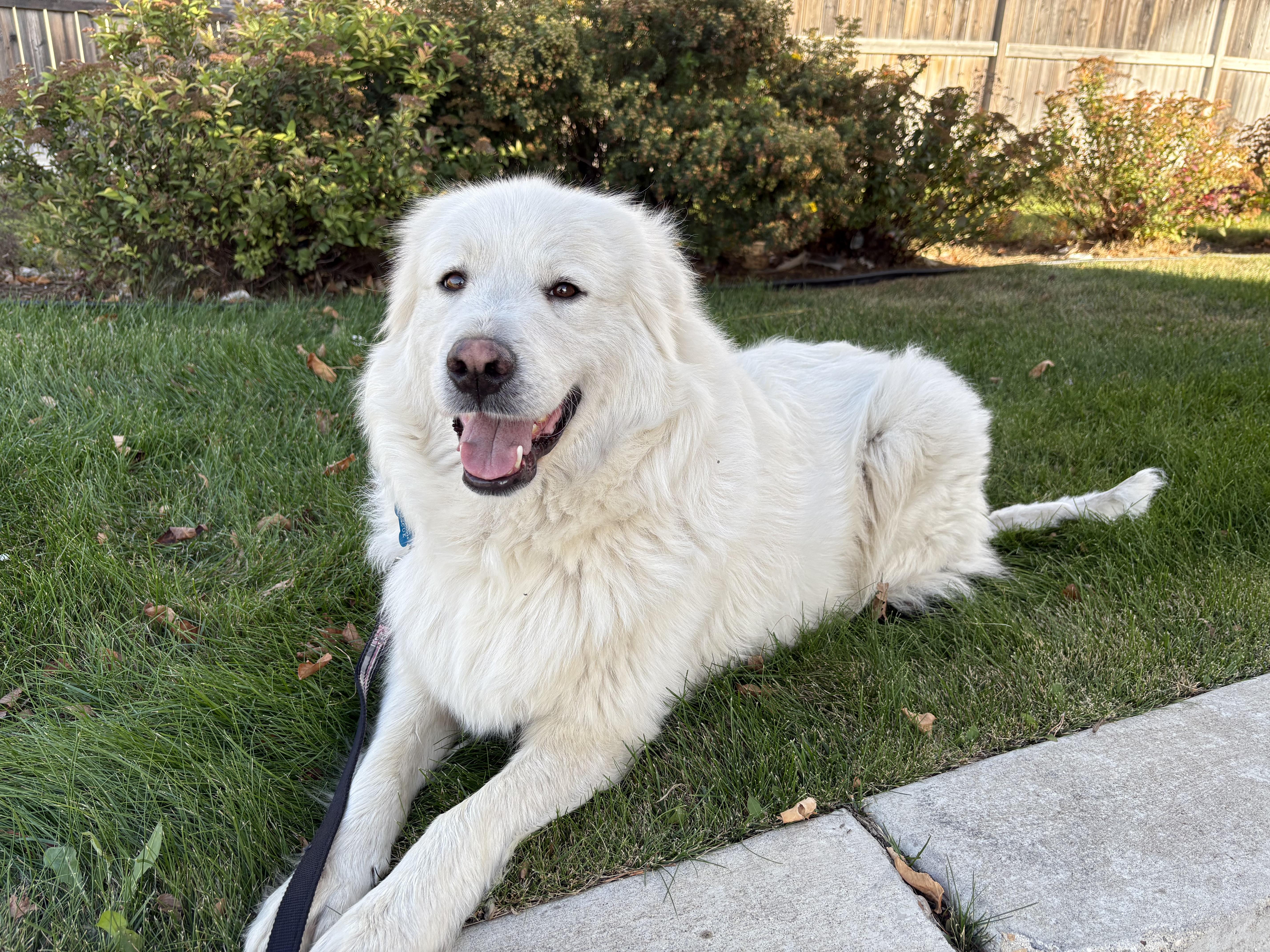 Abby, an adoptable Great Pyrenees in Saskatoon, SK, S7L 2K1 | Photo Image 4