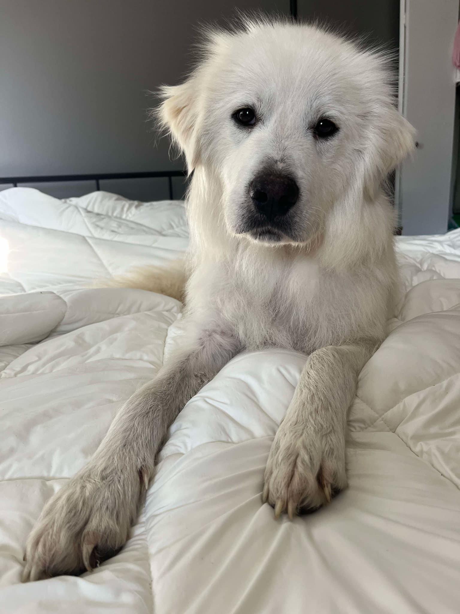 Abby, an adoptable Great Pyrenees in Saskatoon, SK, S7L 2K1 | Photo Image 2