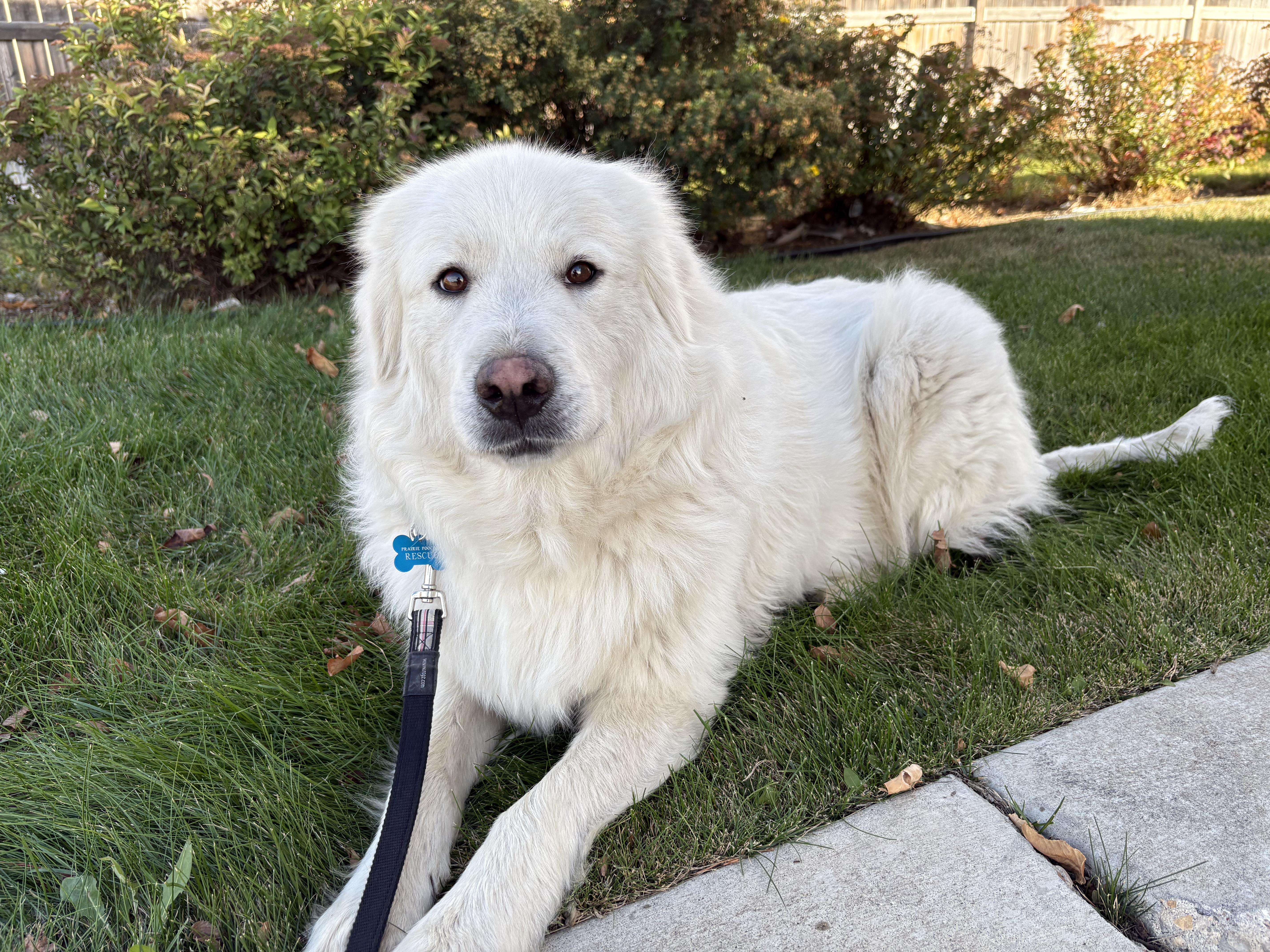 Abby, an adoptable Great Pyrenees in Saskatoon, SK, S7L 2K1 | Photo Image 3