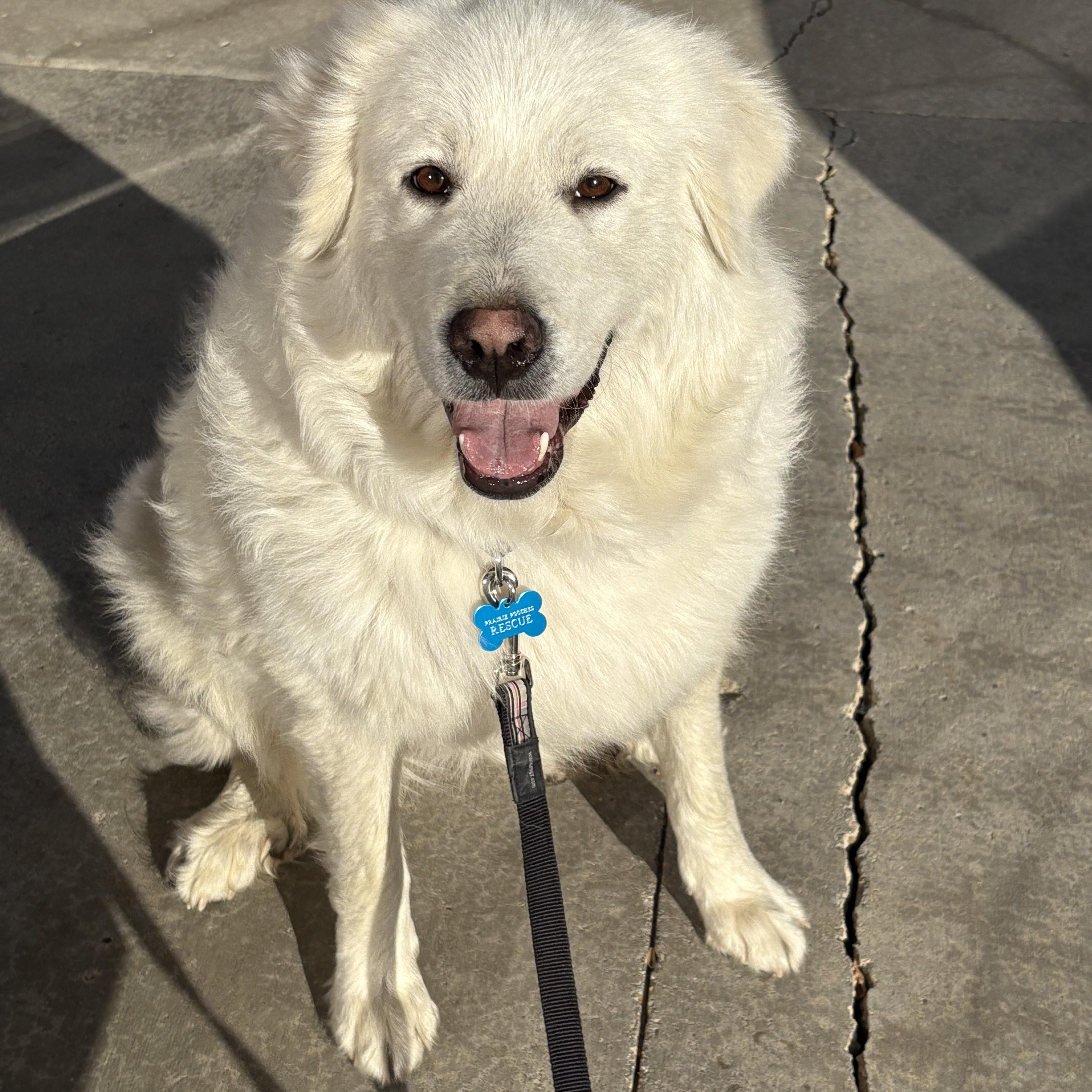 Abby, an adoptable Great Pyrenees in Saskatoon, SK, S7L 2K1 | Photo Image 1