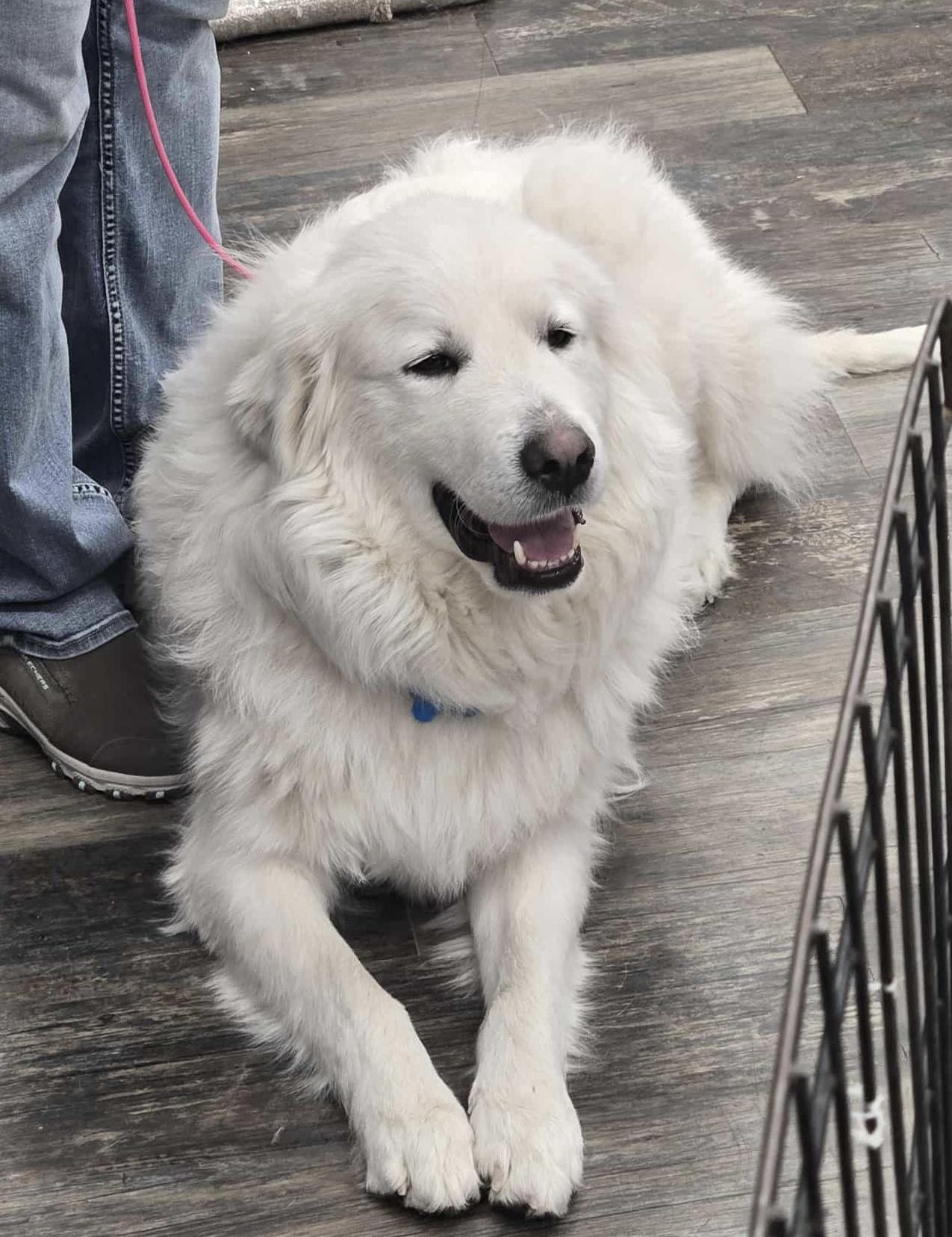 Abby, an adoptable Great Pyrenees in Saskatoon, SK, S7L 2K1 | Photo Image 5