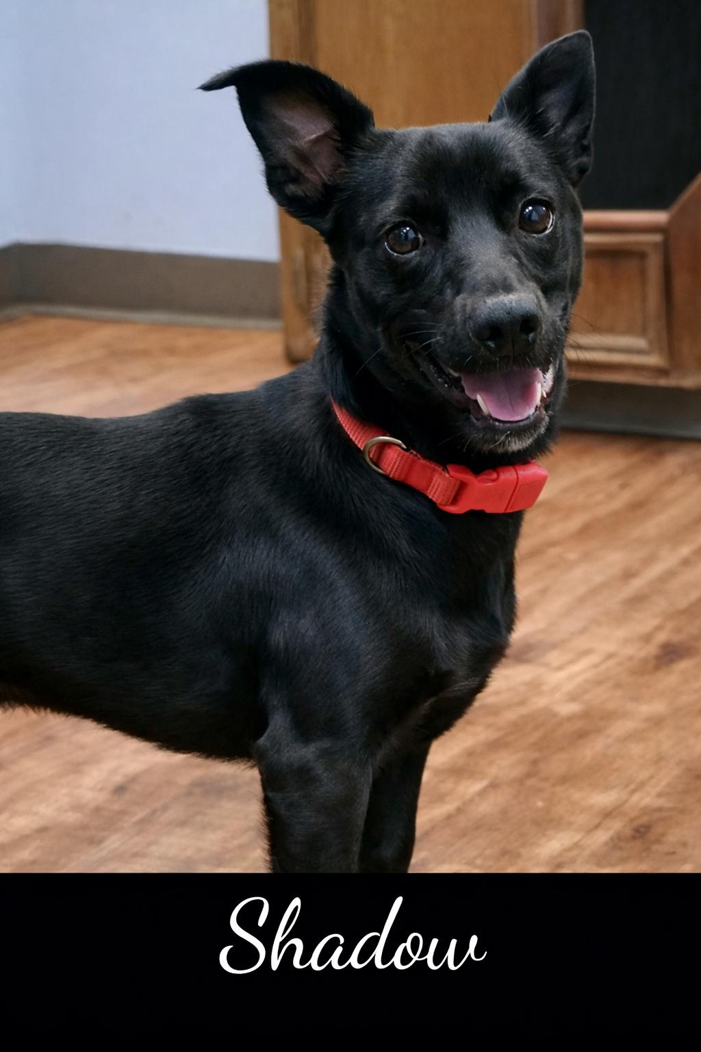 Enlarge Shadow, a ADOPTABLE Terrier in Deer Park, TX image 1/1