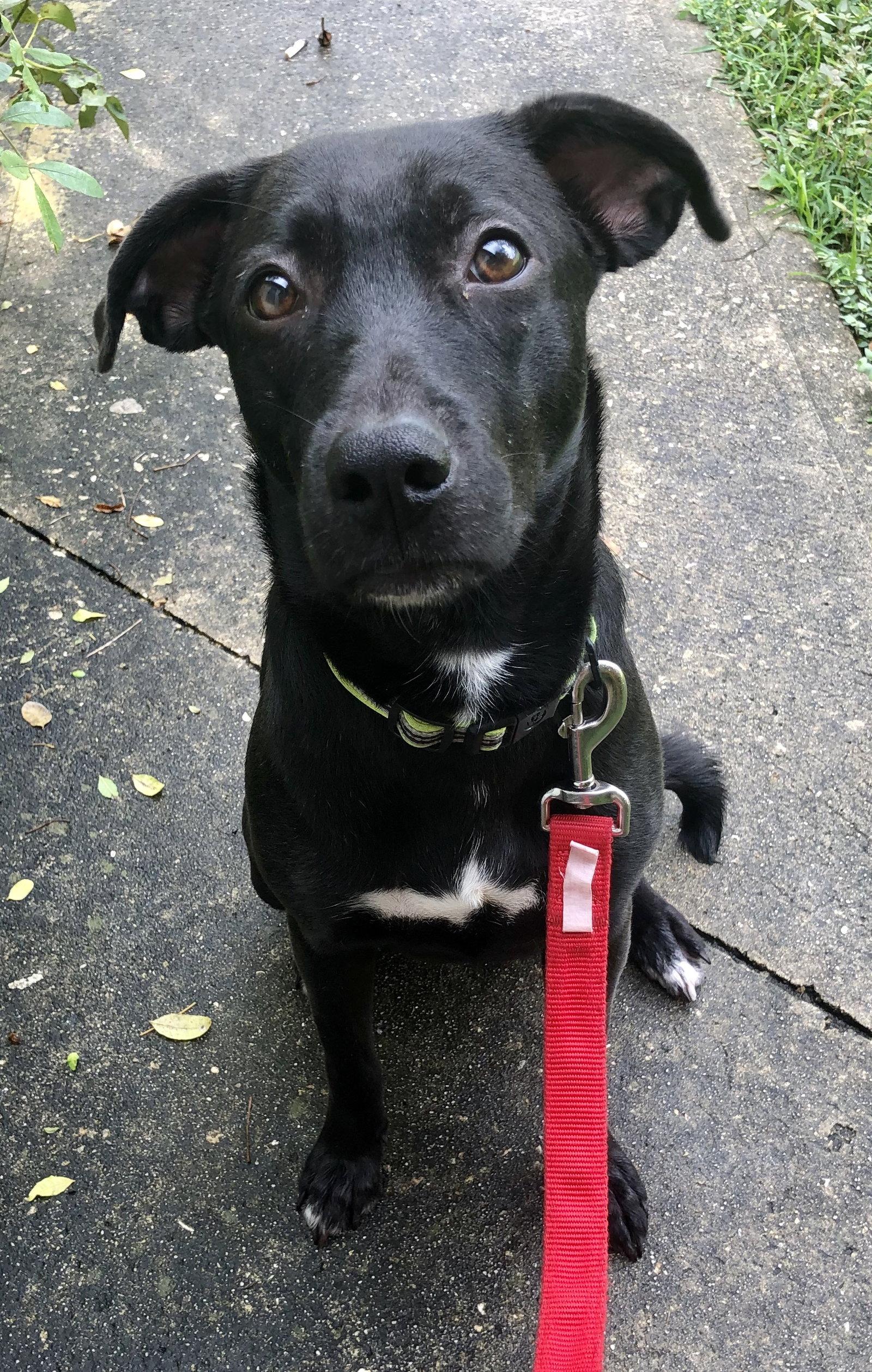 Sammy, Adoptable, Young Female Labrador Retriever.