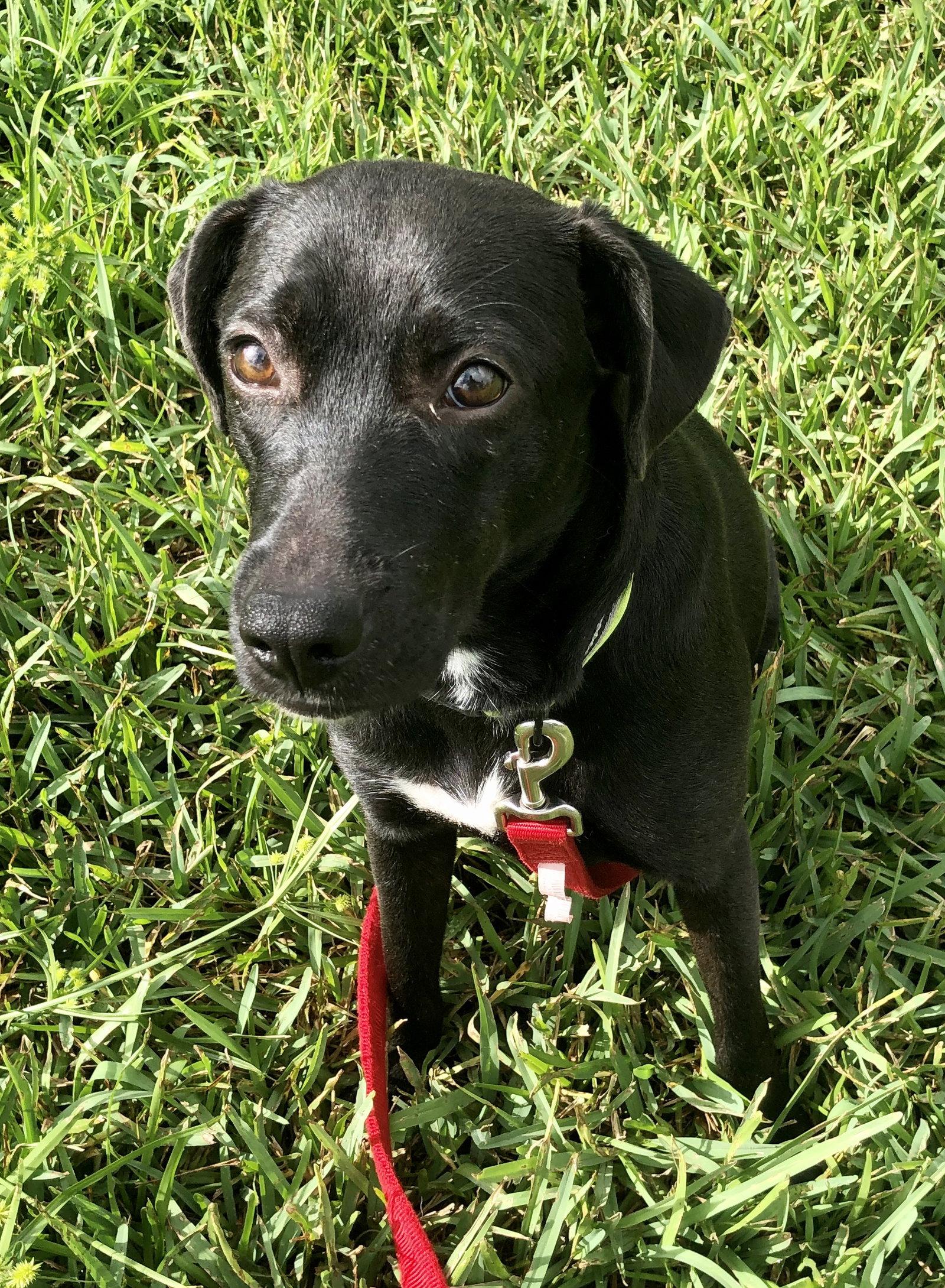 Sammy, a Adoptable Labrador Retriever in Satellite Beach, FL image 2/2