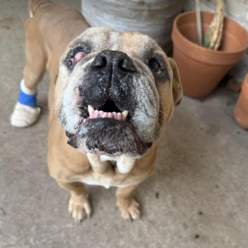 Nathaniel, Adoptable, Adult Male English Bulldog.