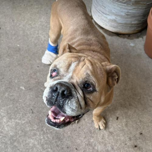 Enlarge Nathaniel, a Adoptable English Bulldog in Austin, TX image 2/5