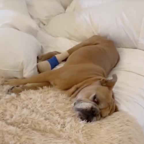 Enlarge Nathaniel, a Adoptable English Bulldog in Austin, TX image 3/5