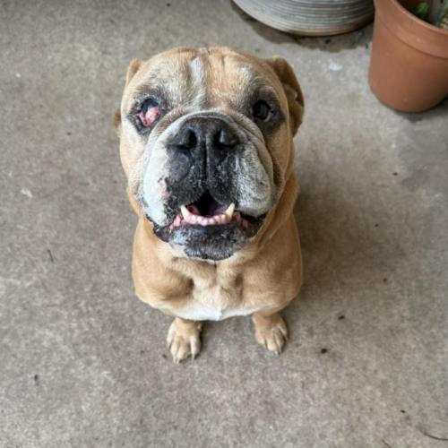 Enlarge Nathaniel, a Adoptable English Bulldog in Austin, TX image 4/5