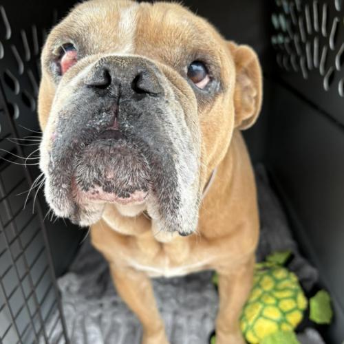 Enlarge Nathaniel, a Adoptable English Bulldog in Austin, TX image 5/5