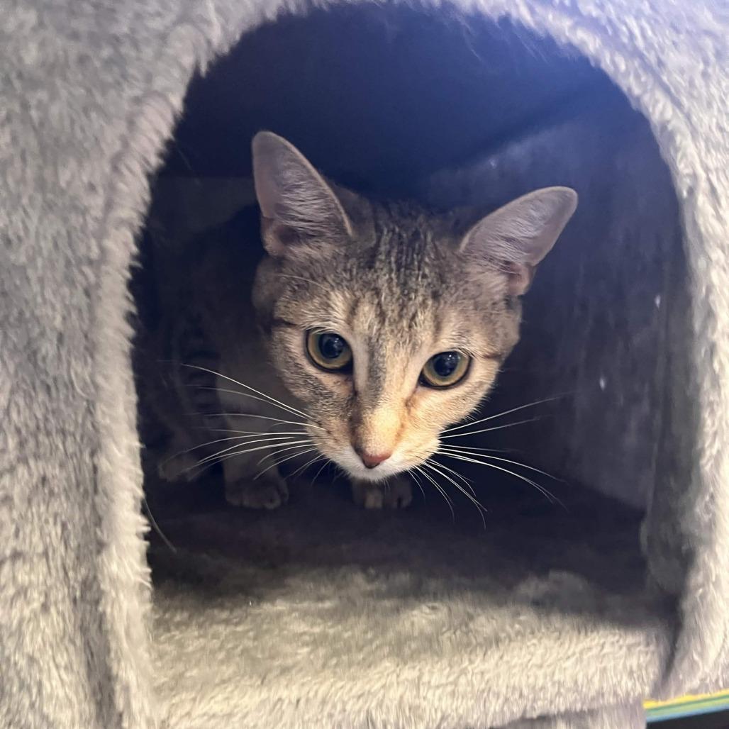 Tiki, Adoptable, Young Female Domestic Medium Hair.