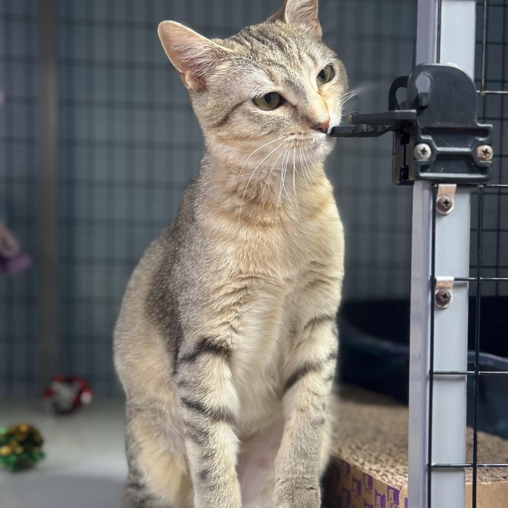 Tiki, Adoptable, Young Female Domestic Medium Hair.