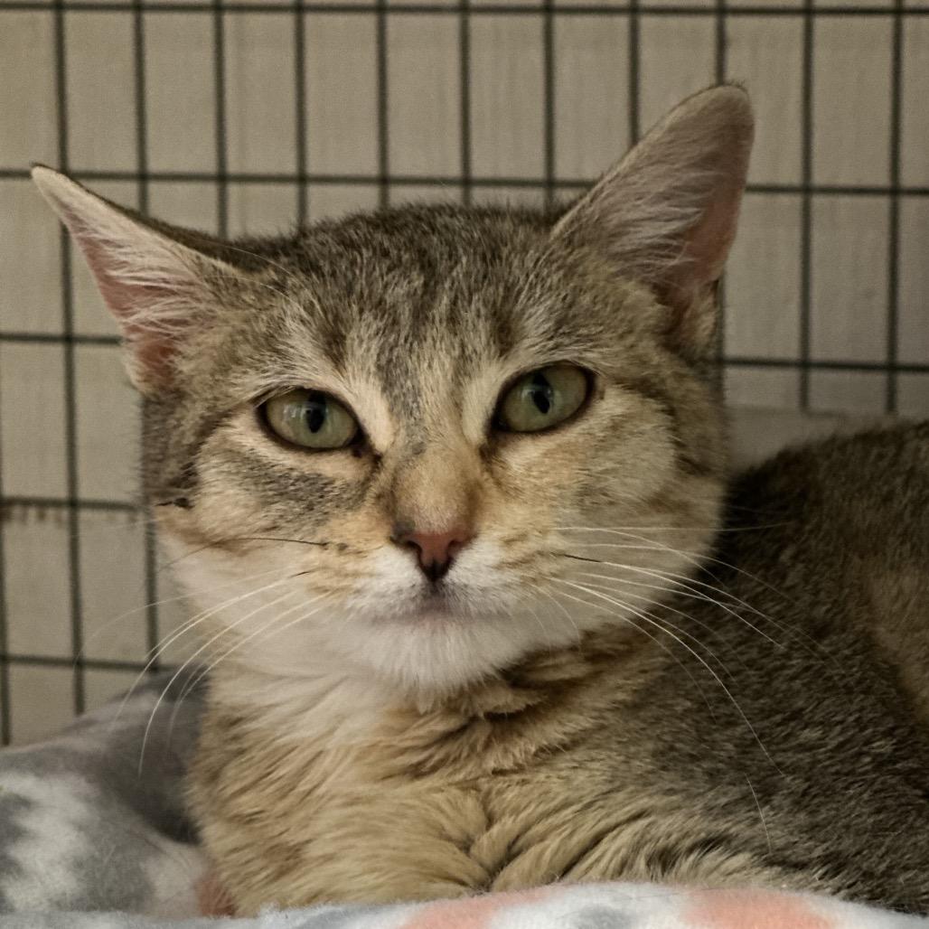 Tiki — thumbnail 2