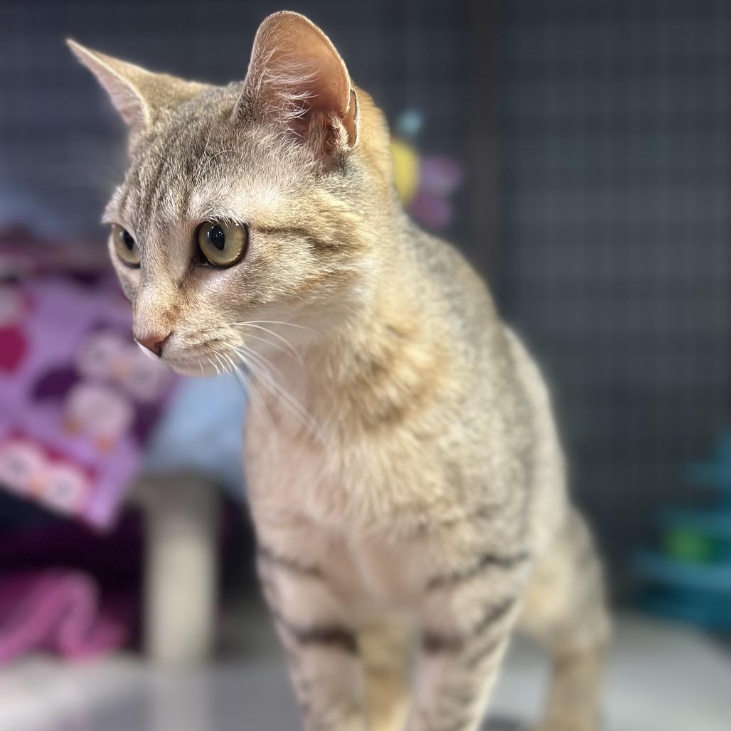 Enlarge Tiki, a Adoptable Domestic Medium Hair in Clarksville, AR image 2/4