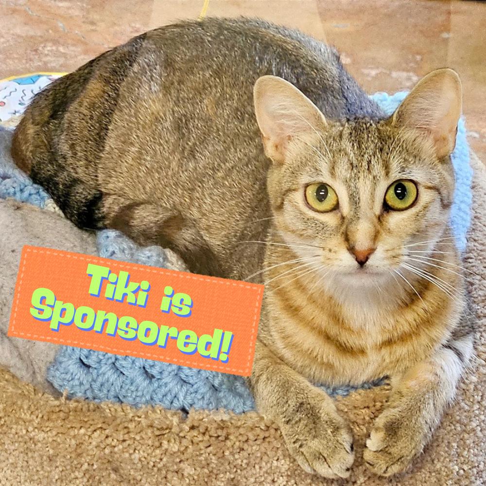 Enlarge Tiki, a Adoptable Domestic Medium Hair in Conway, AR image 1/6