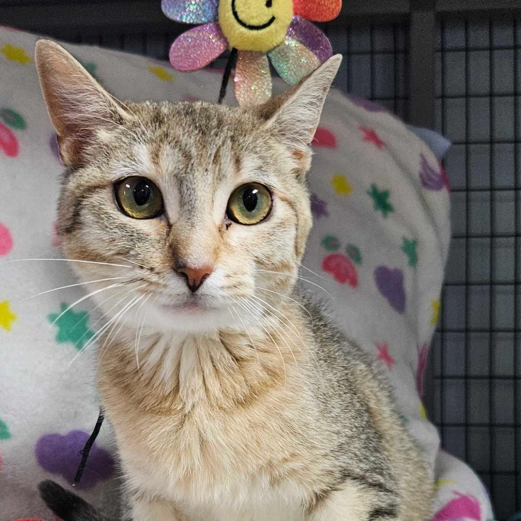 Enlarge Tiki, a Adoptable Domestic Medium Hair in Conway, AR image 4/6