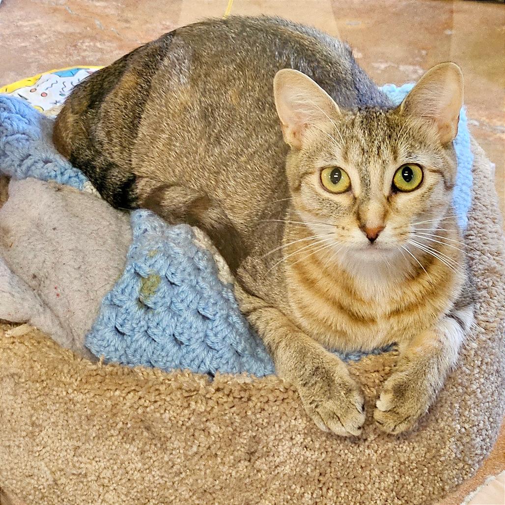 Enlarge Tiki, a Adoptable Domestic Medium Hair in Conway, AR image 1/6