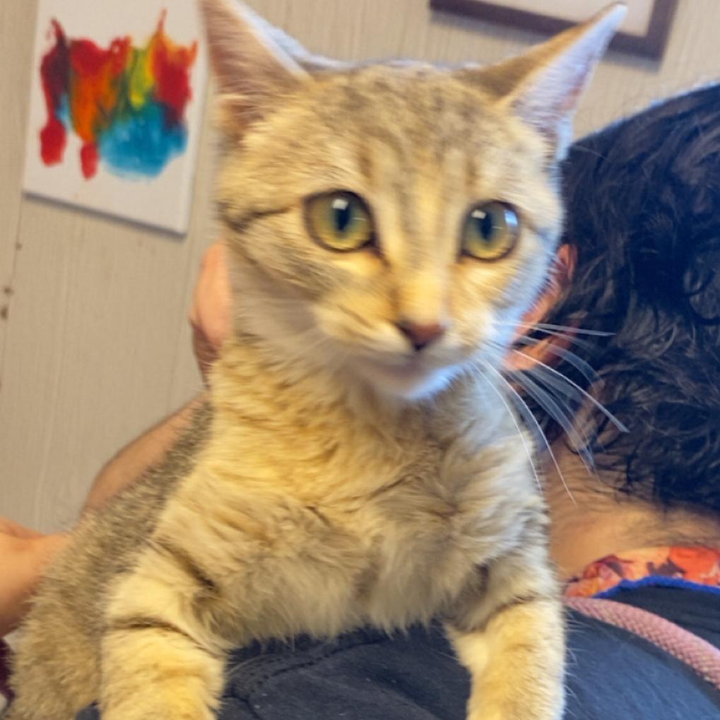 Tiki — thumbnail 3