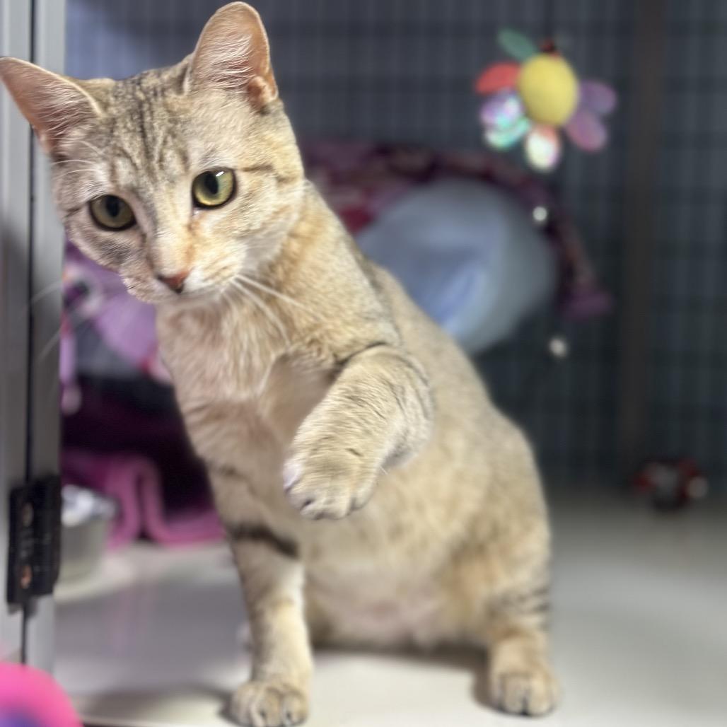 Enlarge Tiki, a Adoptable Domestic Medium Hair in Clarksville, AR image 3/4