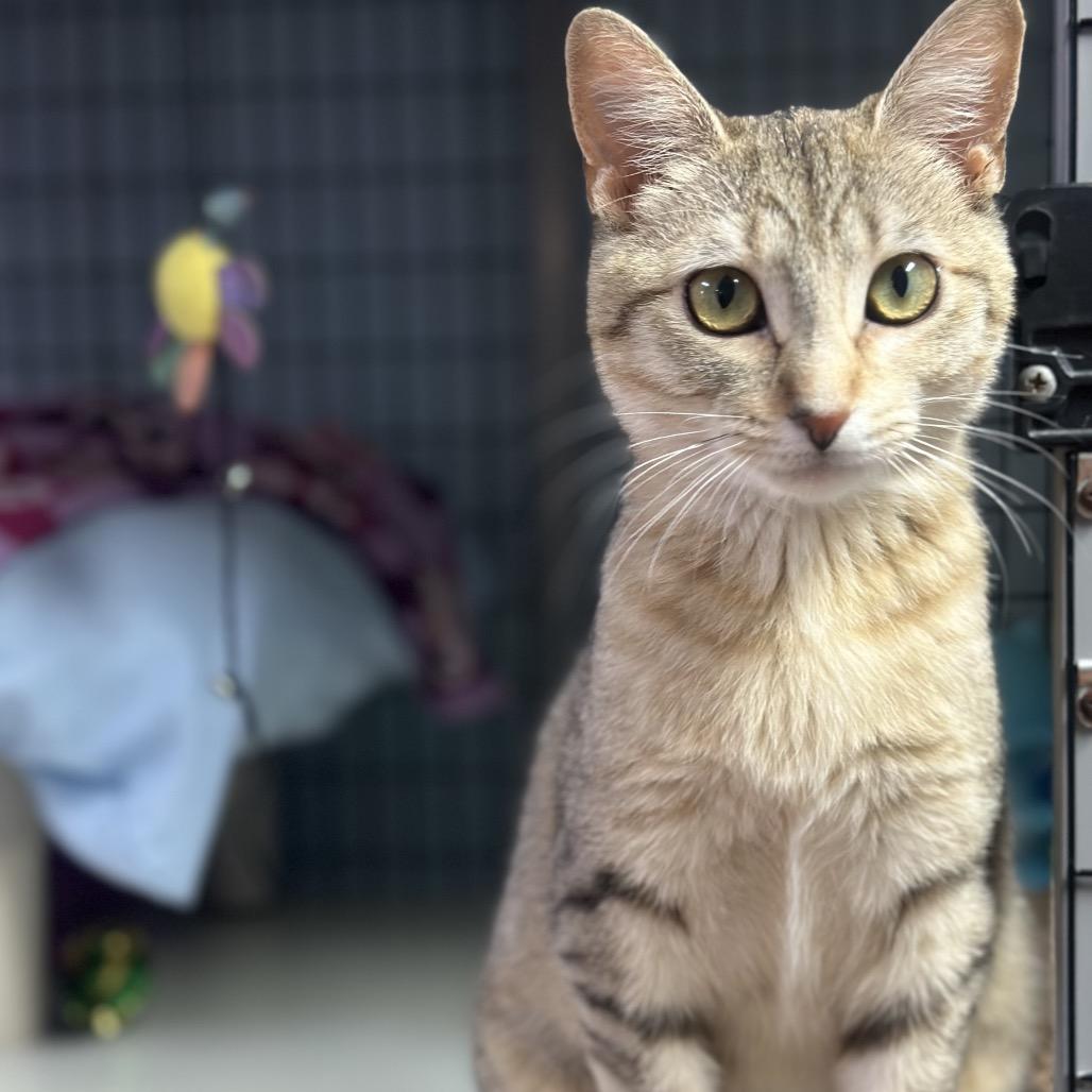 Enlarge Tiki, a Adoptable Domestic Medium Hair in Clarksville, AR image 4/4