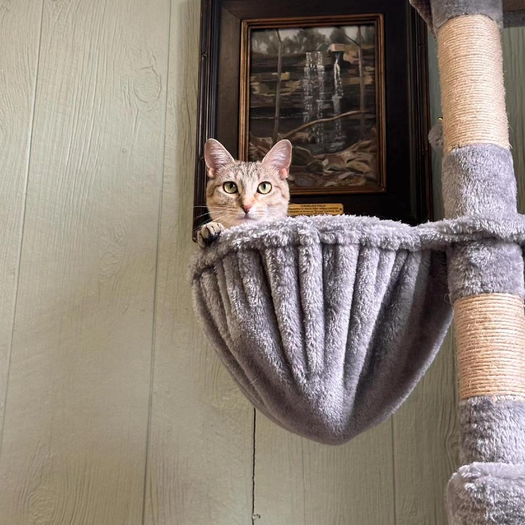Enlarge Tiki, a Adoptable Domestic Medium Hair in Clarksville, AR image 6/6
