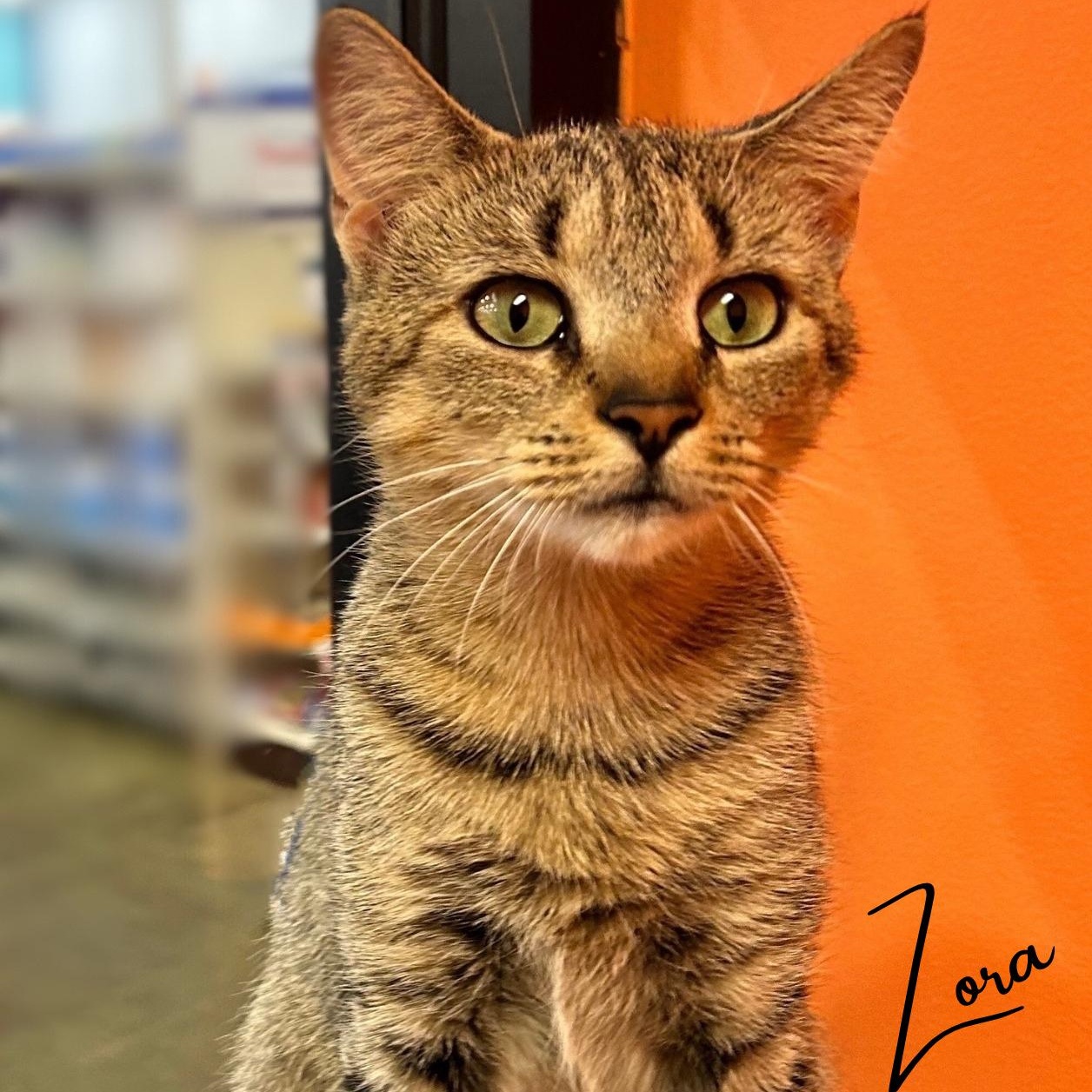 Zora, Young Female Domestic Short Hair