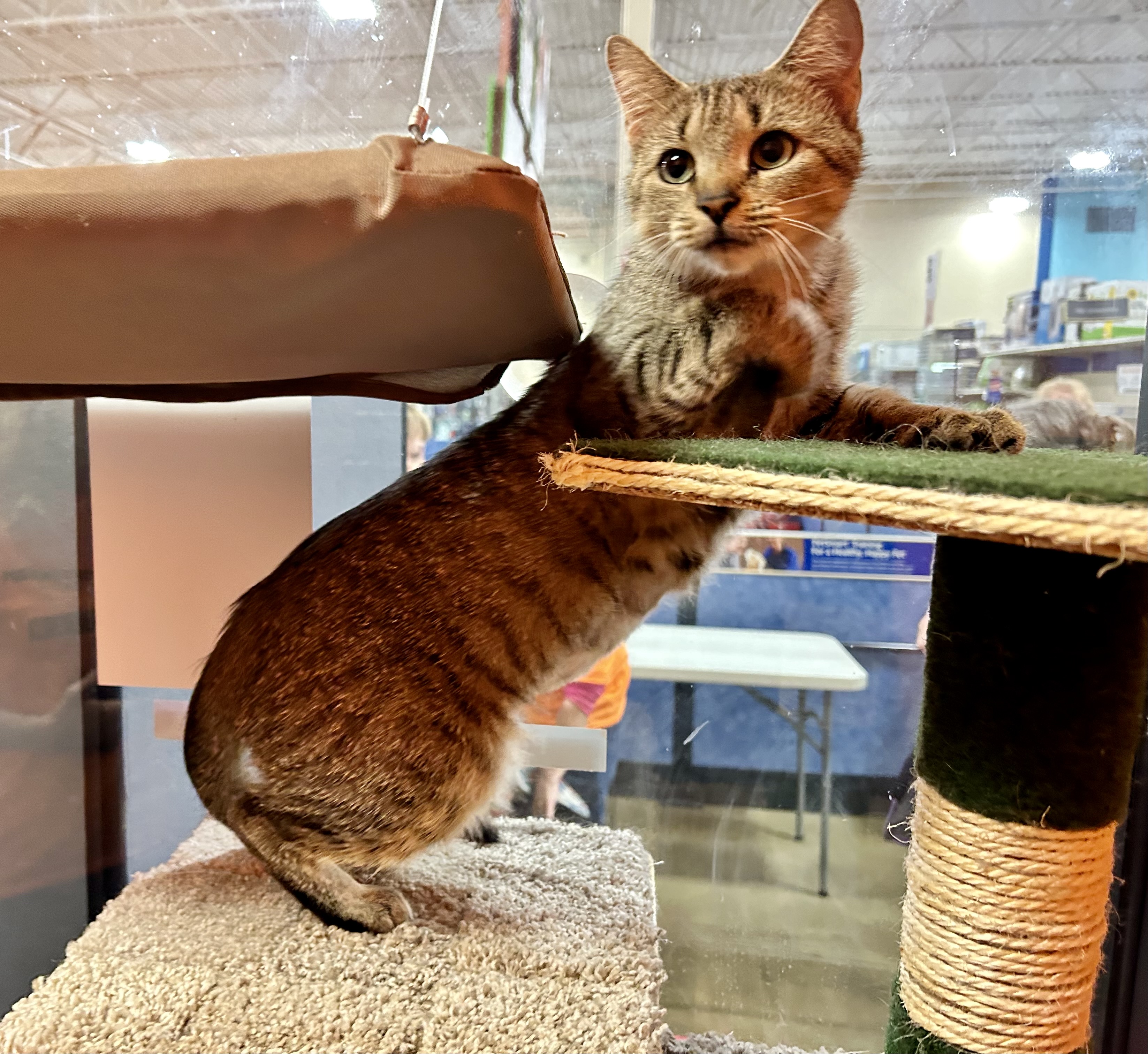 Enlarge Zora, a Adoptable Domestic Short Hair in Winchester, VA image 2/2