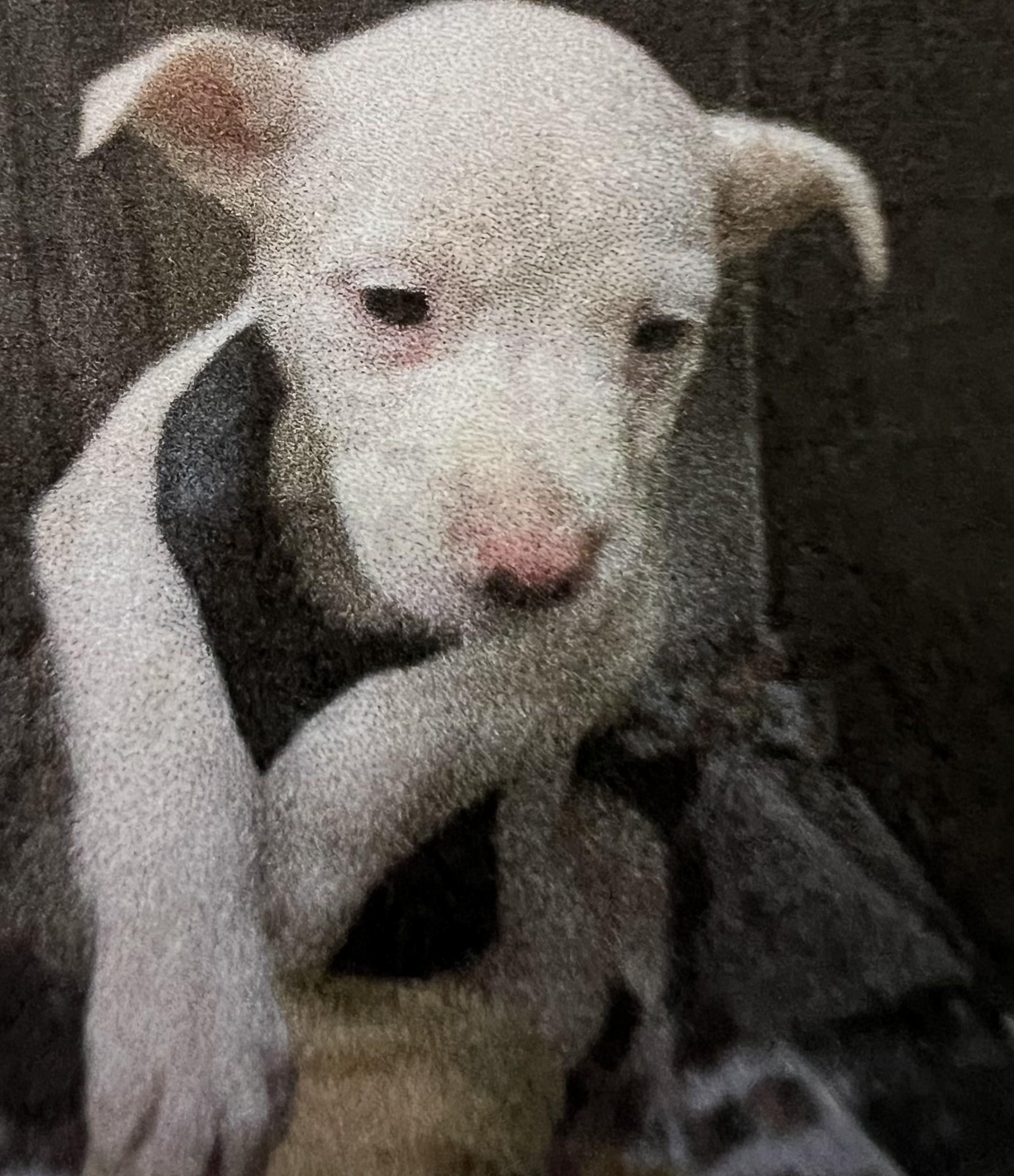 Lexi, adopted, Puppy Female Mixed Breed.