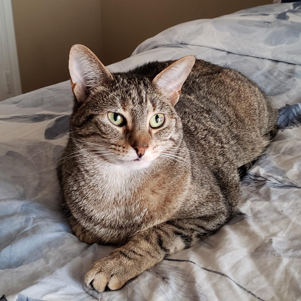 Caramelle, Adoptable, Adult Female Domestic Short Hair.