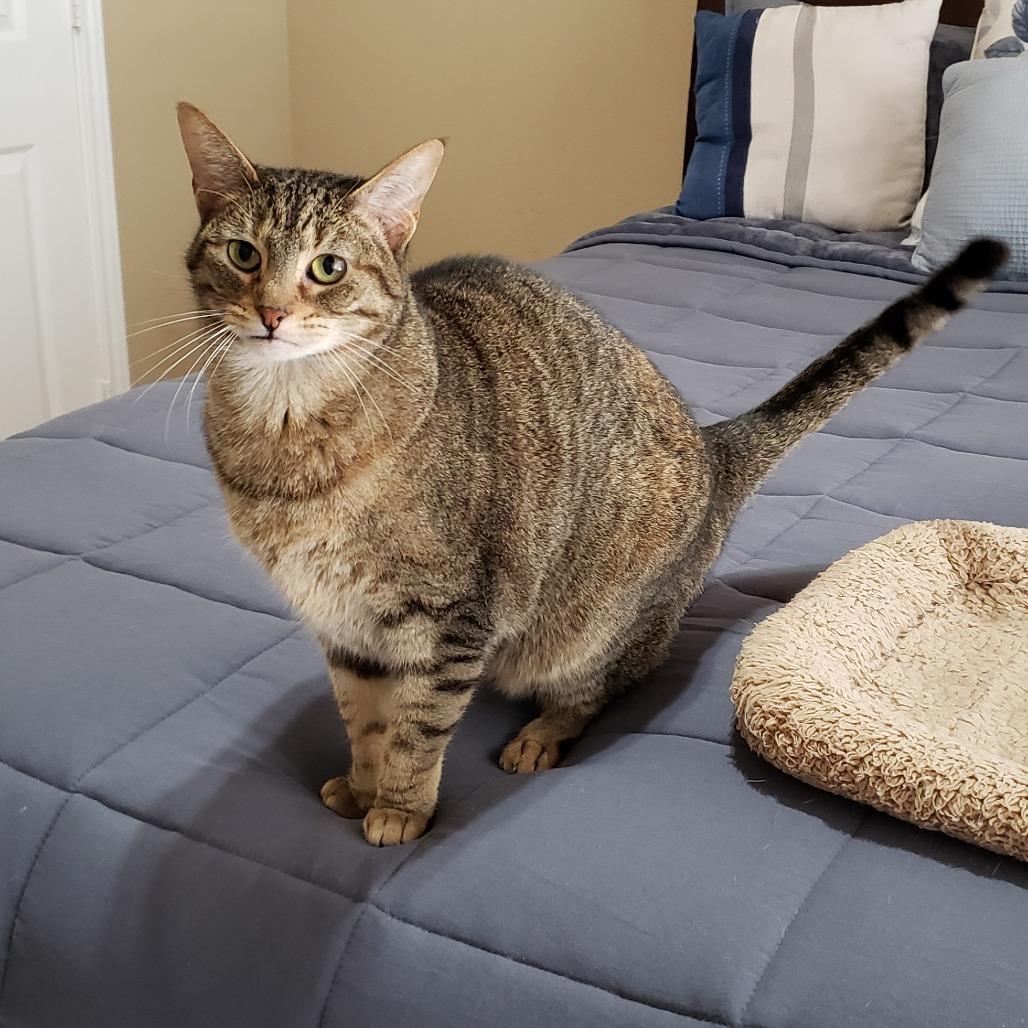 Enlarge Caramelle, a Adoptable mixed breed in Bulverde, TX image 2/4