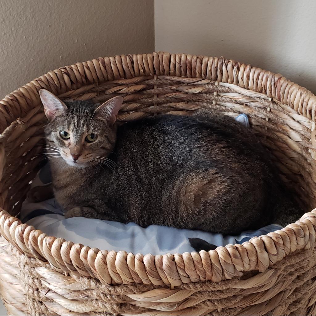 Enlarge Caramelle, a Adoptable mixed breed in Bulverde, TX image 2/5