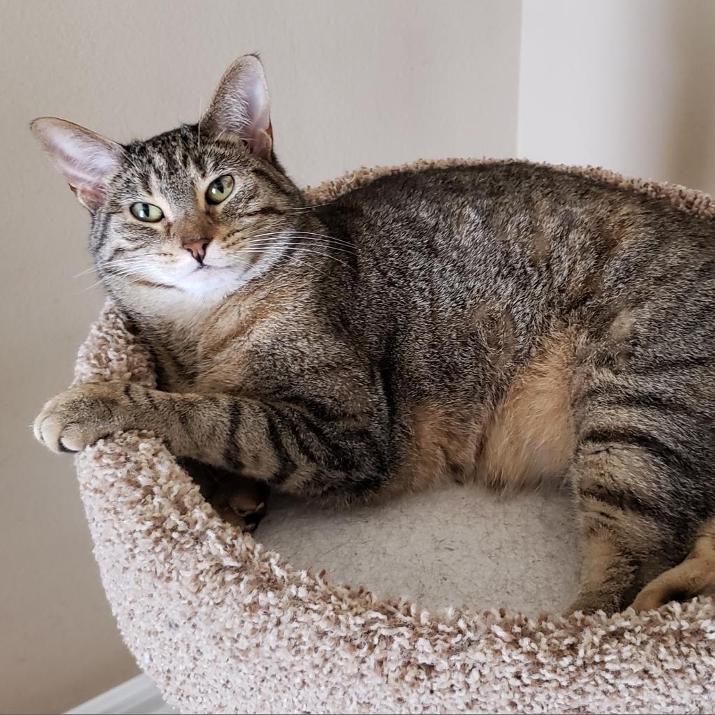 Enlarge Caramelle, a Adoptable mixed breed in Bulverde, TX image 3/5