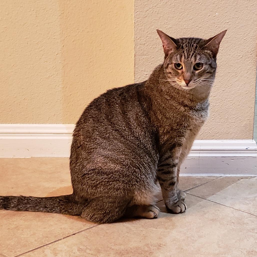 Enlarge Caramelle, a Adoptable mixed breed in Bulverde, TX image 5/5