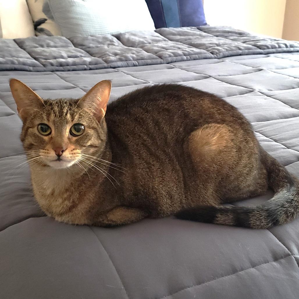 Enlarge Caramelle, a Adoptable mixed breed in Bulverde, TX image 4/4