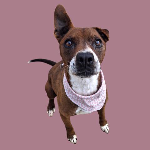 VIOLET, Adoptable, Adult Female Mixed Breed.