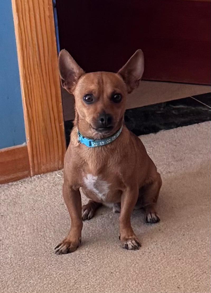 Enlarge Pedro, a Adoptable Chihuahua in Coarsegold, CA image 1/1