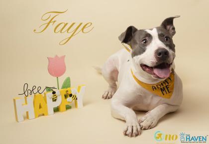 Faye, a Adoptable mixed breed in Fairhope, AL image 1/2