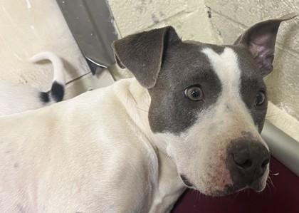 Enlarge Faye, a Adoptable mixed breed in Fairhope, AL image 1/2