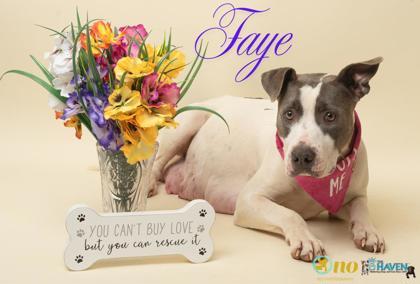 Faye, Adoptable, Adult Female American Staffordshire Terrier & Mixed Breed.