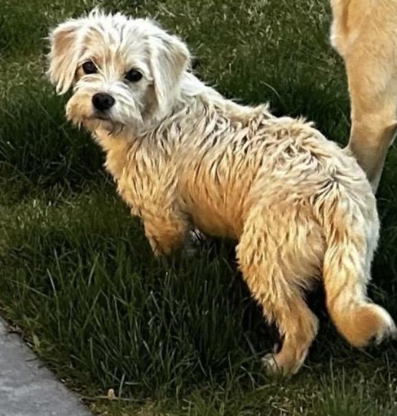 April , ADOPTABLE, Young Female Miniature Poodle & Chihuahua.